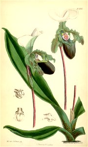 Paphiopedilum spicerianum (as Cypripedium spicerianum) - Curtis' 106 (Ser. 3 no. 36) pl. 6490 (1880)