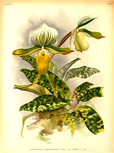 Paphiopedilum lawrenceanum v viride