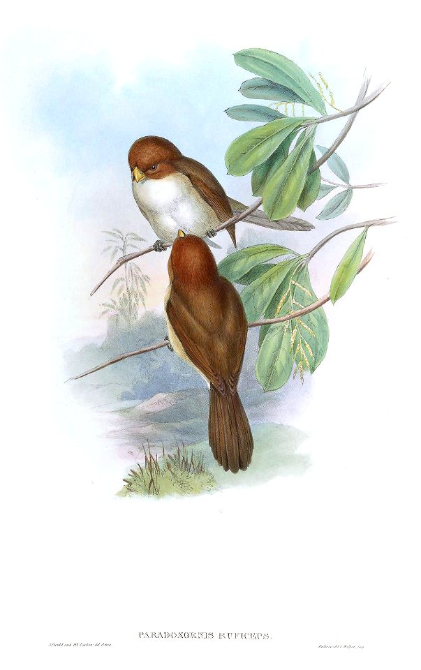 ParadoxornisRuficepsGould