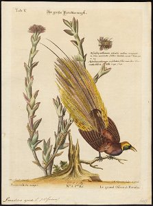 Paradisea apoda - 1700-1880 - Print - Iconographia Zoologica - Special Collections University of Amsterdam - UBA01 IZ15700109