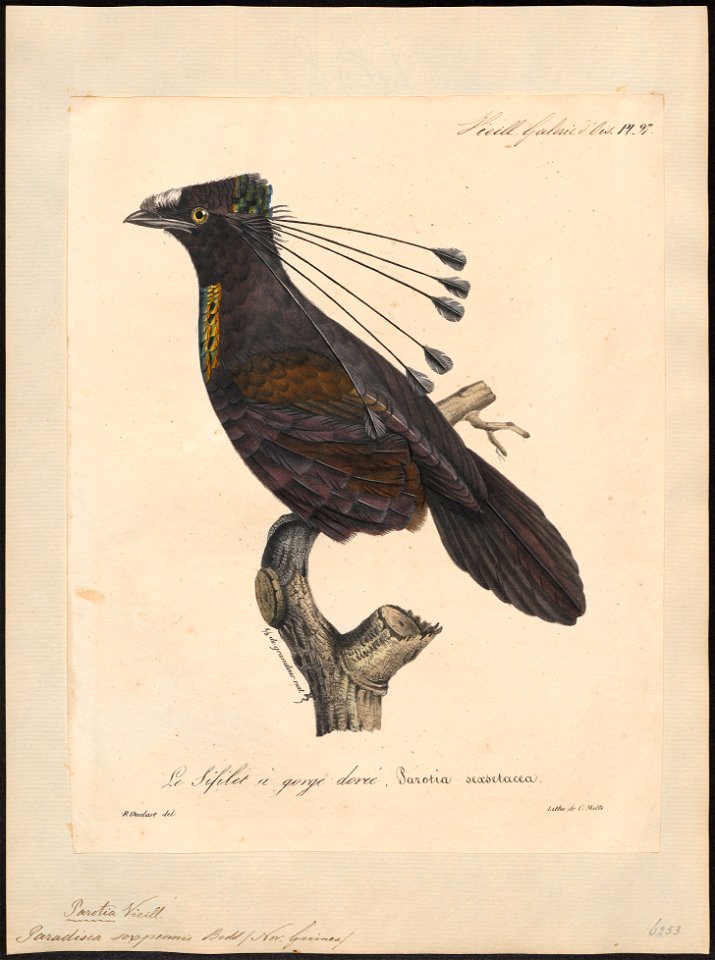 Paradisea sexpennis - 1825-1834 - Print - Iconographia Zoologica - Special Collections University of Amsterdam - UBA01 IZ15700151