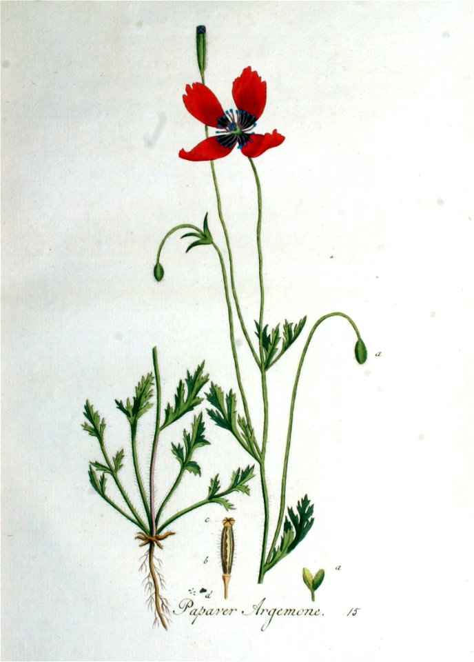 Papaver argemone — Flora Batava — Volume v1