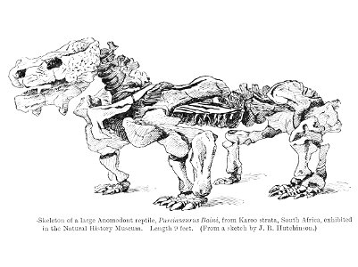 Pareiasaurus Smit