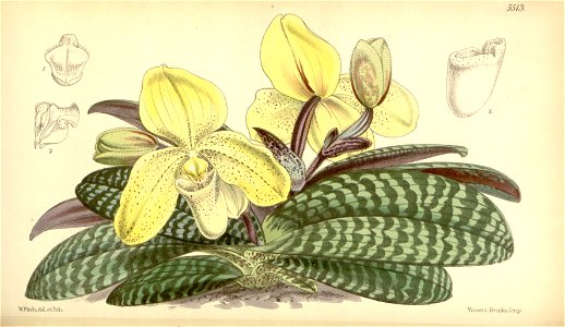 Paphiopedilum concolor (as Cypripedium concolor ) - Curtis' 91 (Ser. 3 no. 21) pl. 5513 (1865)