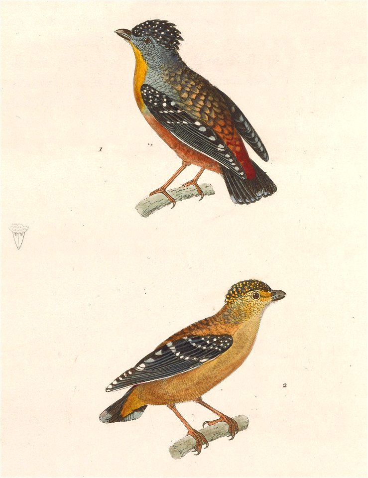 Pardalotus punctatus 1838