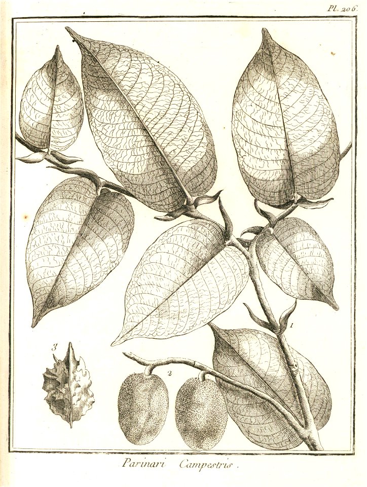 Parinari campestris Aublet 1775 pl 206