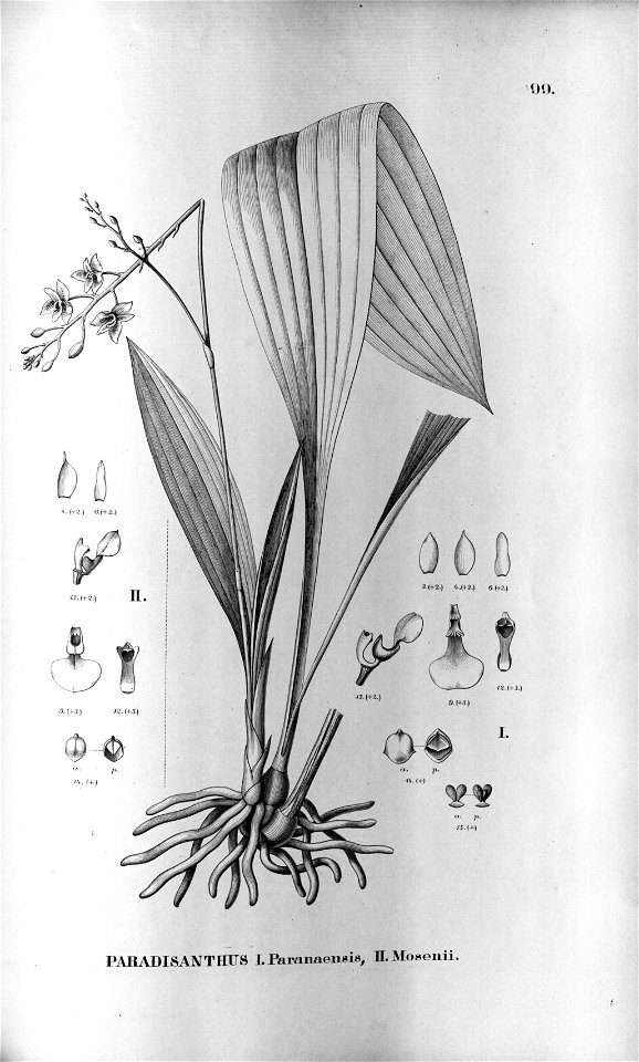 Paradisanthus micranthus (as Paradisanthus paranaensis) - Paradisanthus mosenii - Fl.Br.3-5-99