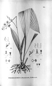 Paradisanthus micranthus (as Paradisanthus paranaensis) - Paradisanthus mosenii - Fl.Br.3-5-99