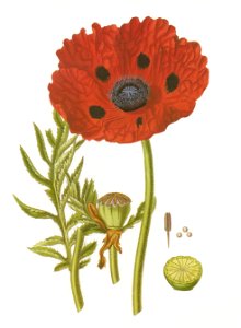 Papaver bracteatum RHS