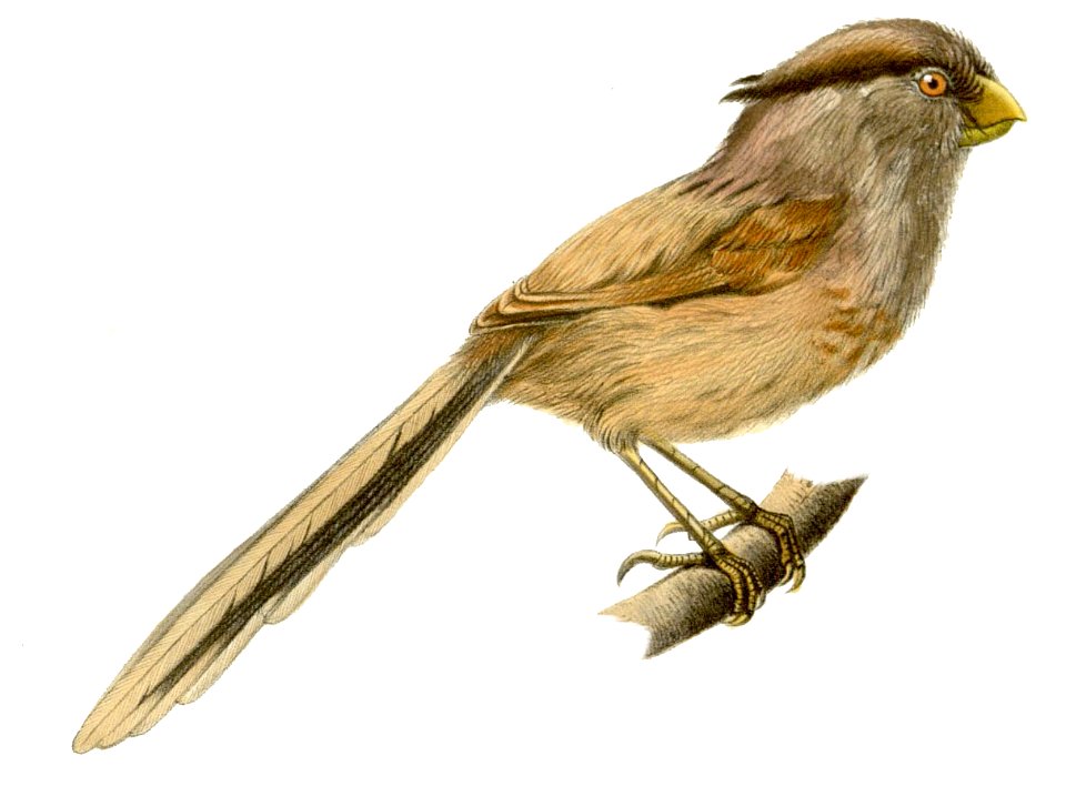 Paradoxornis heudei