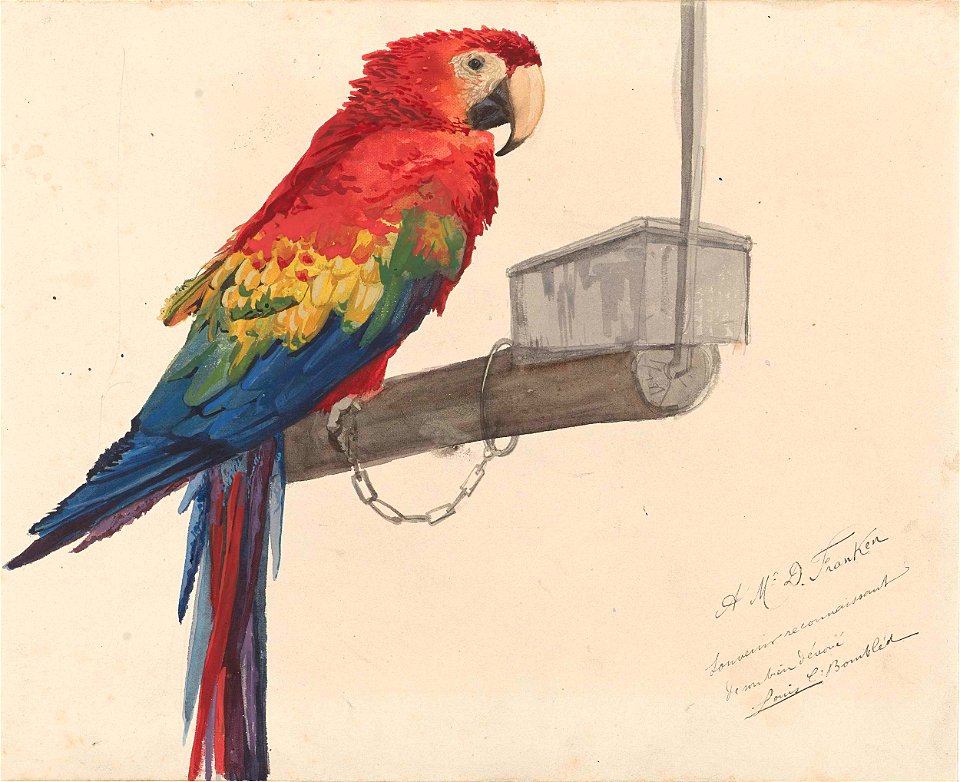 Papegaai, by Louis Bombled