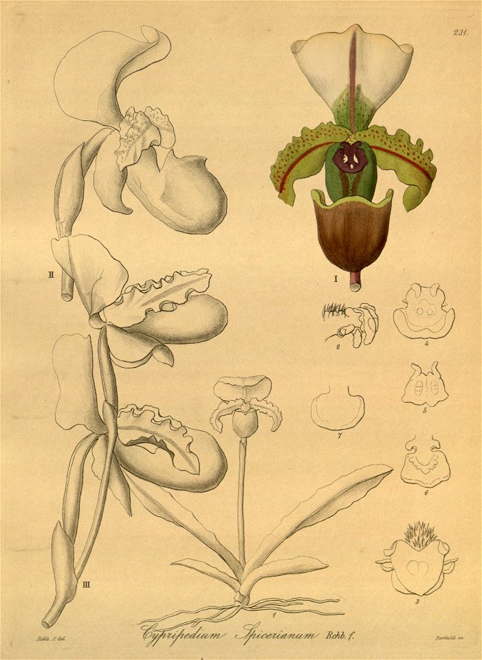 Paphiopedilum spicerianum (as Cypripedium spicerianum) - Xenia 3-231 (1890)