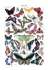 Papillons (Larousse pour tous,1907-1910)