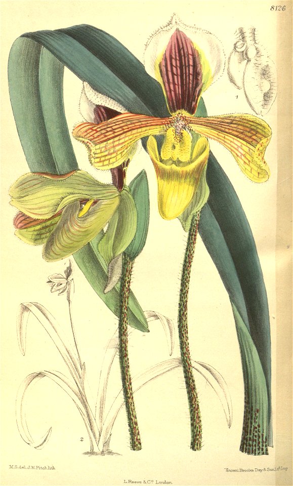 Paphiopedilum villosum var. annamense - Curtis' 133 (Ser. 4 no. 3) pl. 8126 (1907)
