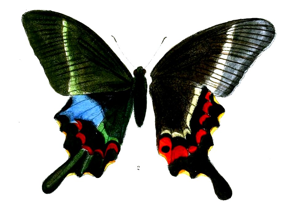 PapilioKrishna 490 2