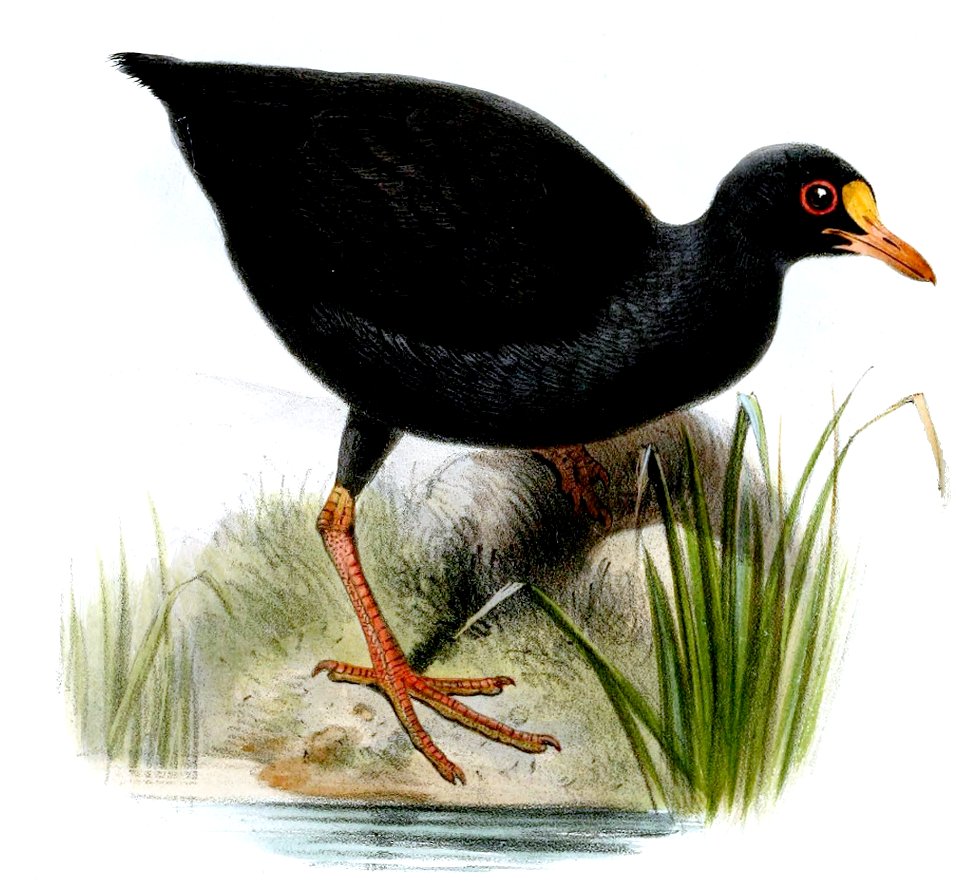 PareudiastesPacificusSmit (cropped)