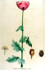 Papaver somniferum — Flora Batava — Volume v12. Free illustration for personal and commercial use.