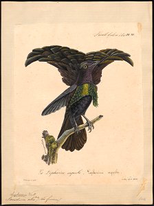 Paradisea atra - 1825-1834 - Print - Iconographia Zoologica - Special Collections University of Amsterdam - UBA01 IZ15700157
