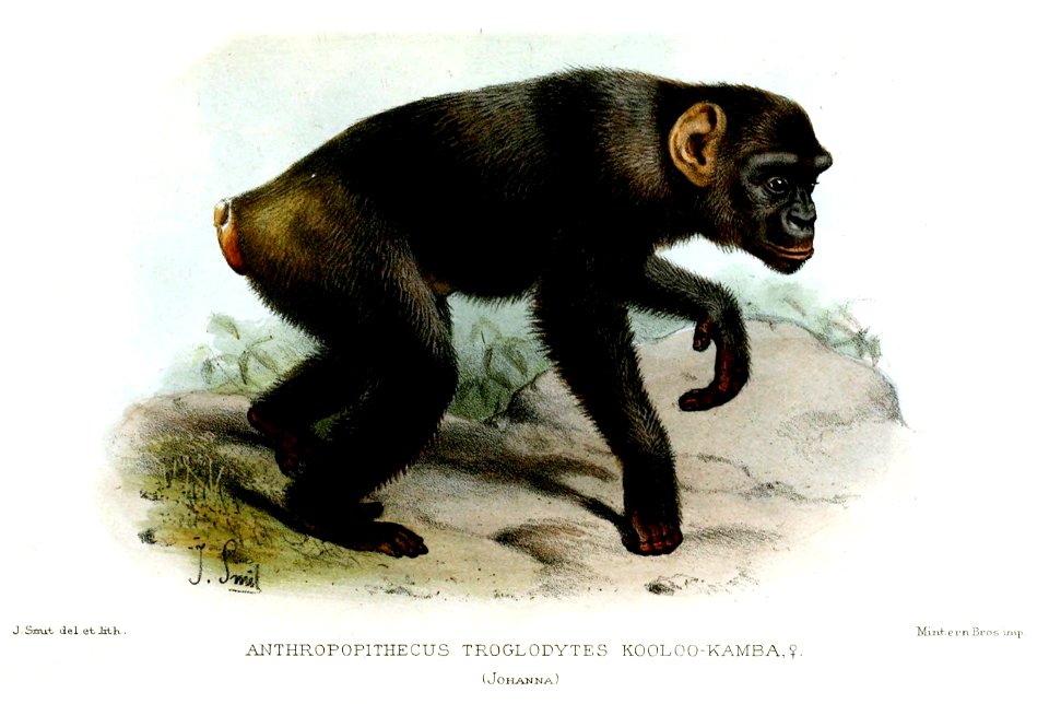 PanTroglodytesSmit