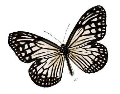 ParanticaMelanoides 12 3a