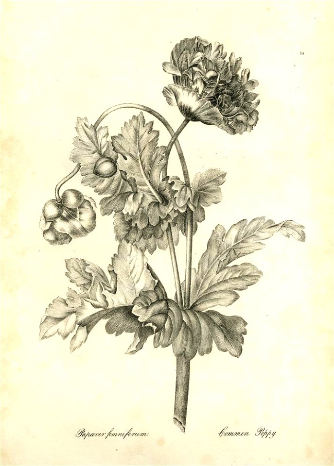 Papaver somniferum (BM 1899,0713.208.14)