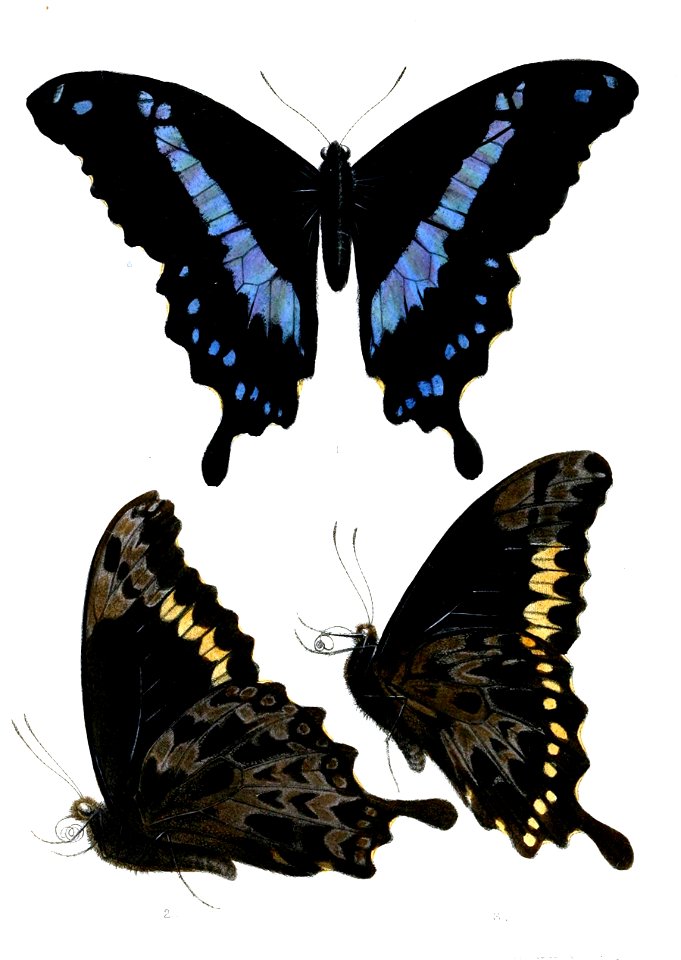 PapilioHornimaniAchilles