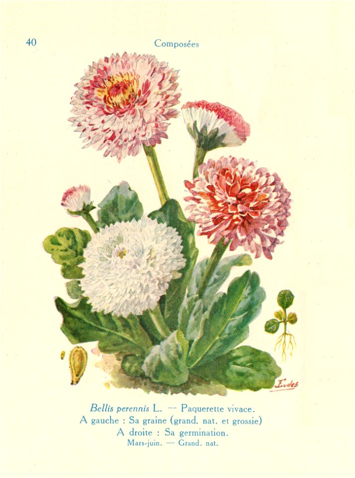 Paquerette-J.Eudes-40