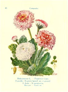 Paquerette-J.Eudes-40