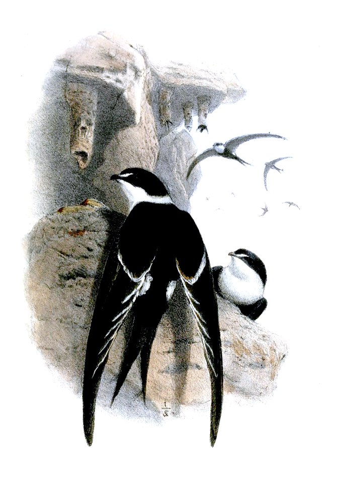PanyptilaSanctiJeromaeWolf