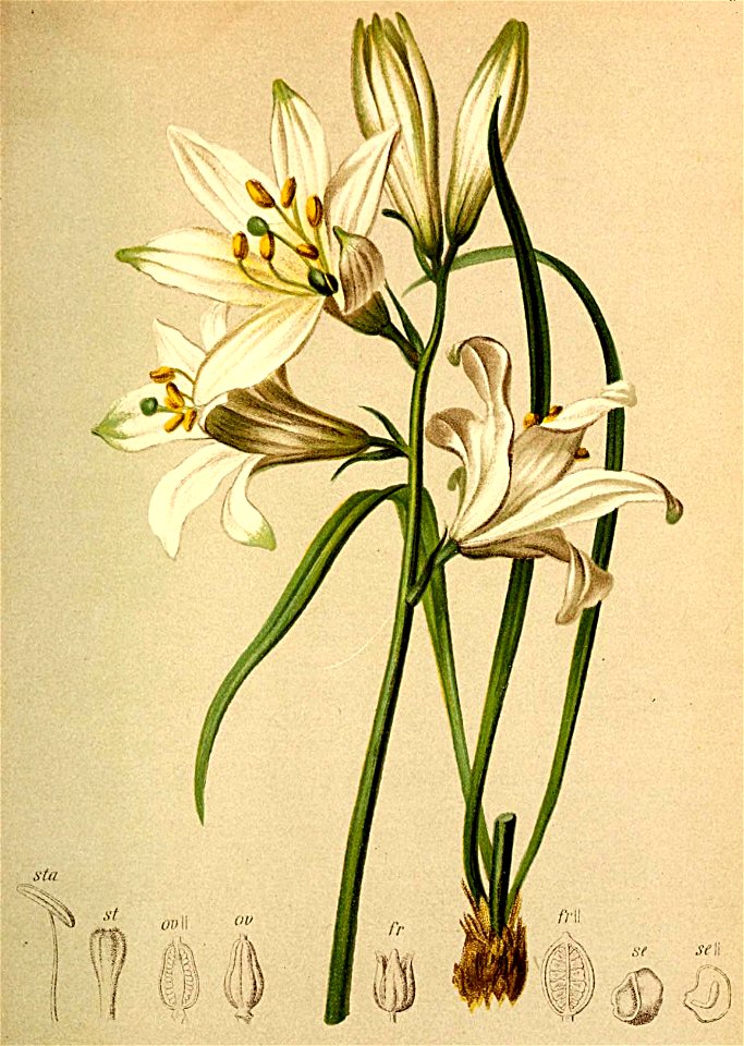 Paradisia liliastrum Atlas Alpenflora