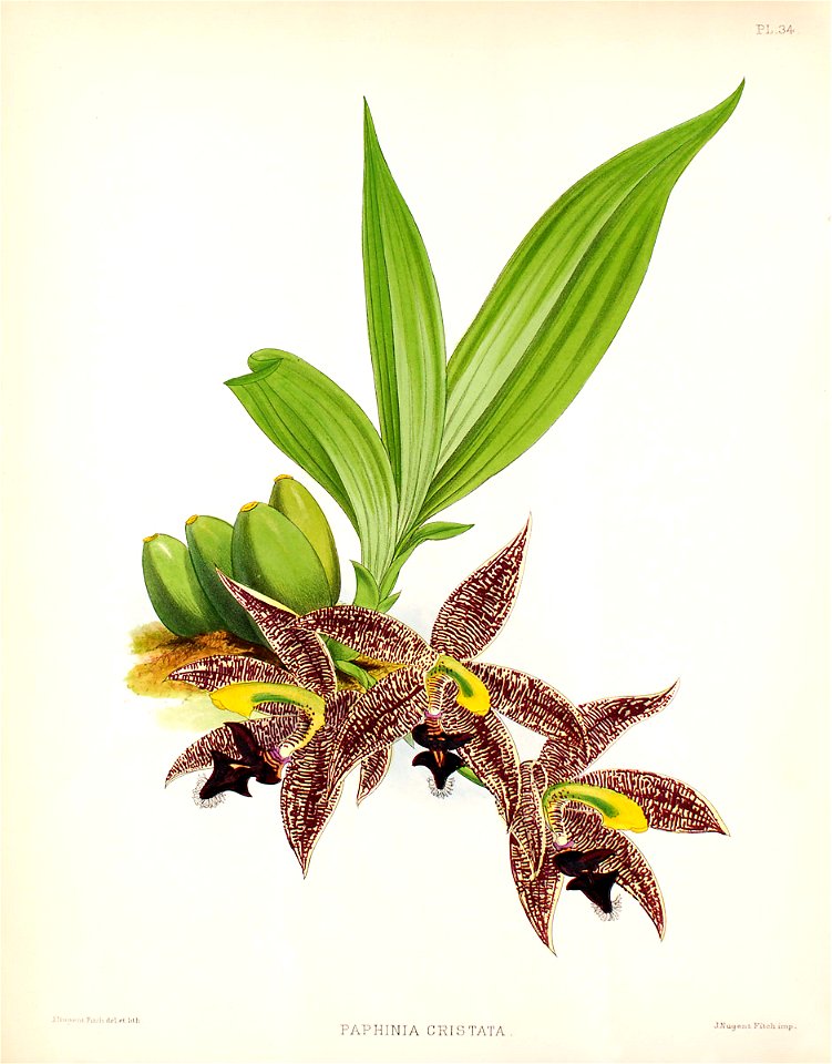 Paphinia cristata pl34