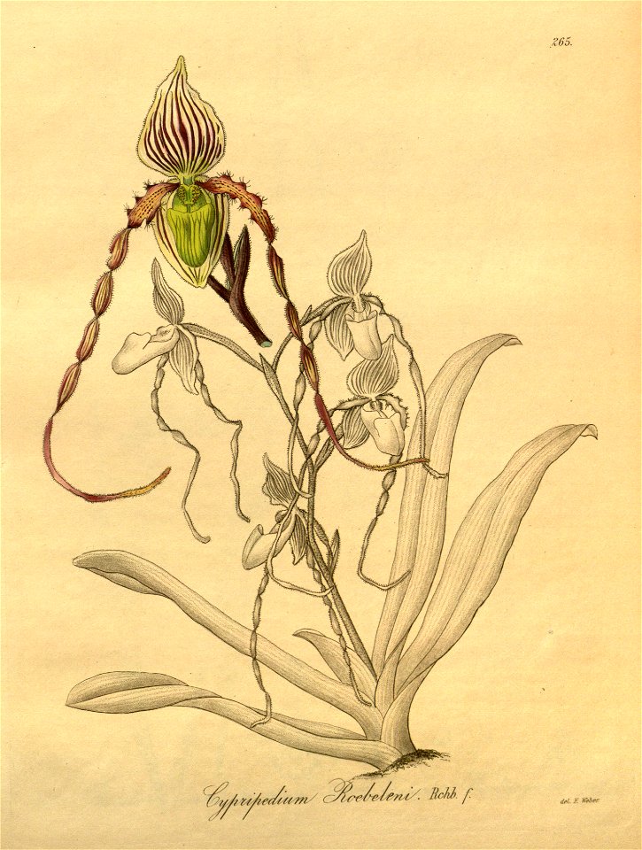 Paphiopedilum philippinense var. roebelenii (as Cypripedium roebelenii) - Xenia 3-265 (1893)