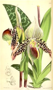 Paphiopedilum argus (as Cypripedium argus) - Curtis' 101 (Ser. 3 no. 31) pl. 6175 (1875). Free illustration for personal and commercial use.