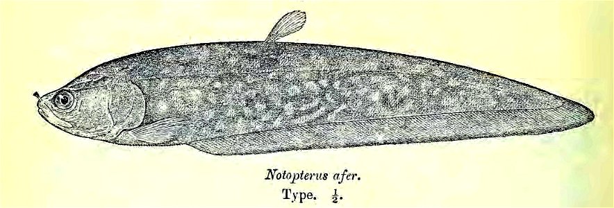 Papyrocranus afer