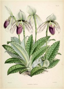 Paphiopedilum superbiens (as Cypripedium s.) Warner, Williams - Select orch. pl. 2nd pl. 12 (1865-1875)