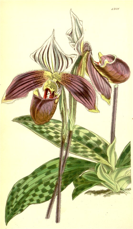 Paphiopedilum purpuratum (as Cypripedium purpuratum) - Curtis' 82 (Ser. 3 no. 12) pl. 4901 (1856)