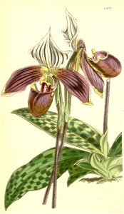 Paphiopedilum purpuratum (as Cypripedium purpuratum) - Curtis' 82 (Ser. 3 no. 12) pl. 4901 (1856)