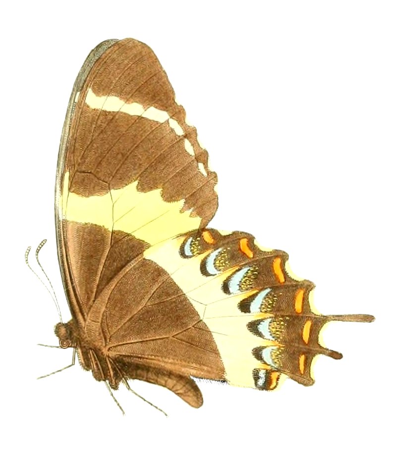 Papilio garamas abderus (2 - profile)