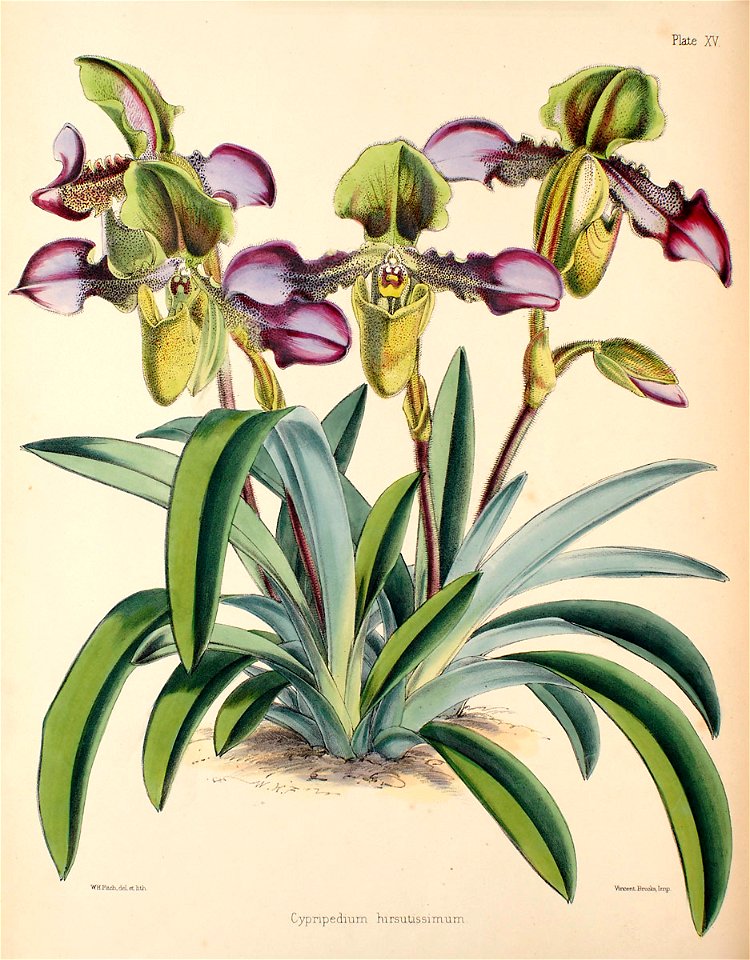 Paphiopedilum hirsutissimum (as Cypripedium h.) - Warner, Williams - Select orch. plants 1, pl. 15 (1862-1865)