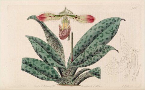 Paphiopedilum venustum (as Cypripedium venustum) - Bot. Reg. 10 pl. 788 (1824). Free illustration for personal and commercial use.