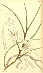 Papilionanthe vandarum (as Aerides cylindrica) - Curtis' 83 (Ser. 3 no. 13) pl. 4982 (1857)