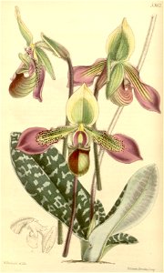 Paphiopedilum hookerae (as Cypripedium hookerae) - Curtis' 89 (Ser. 3 no. 19) pl. 5362 (1863)