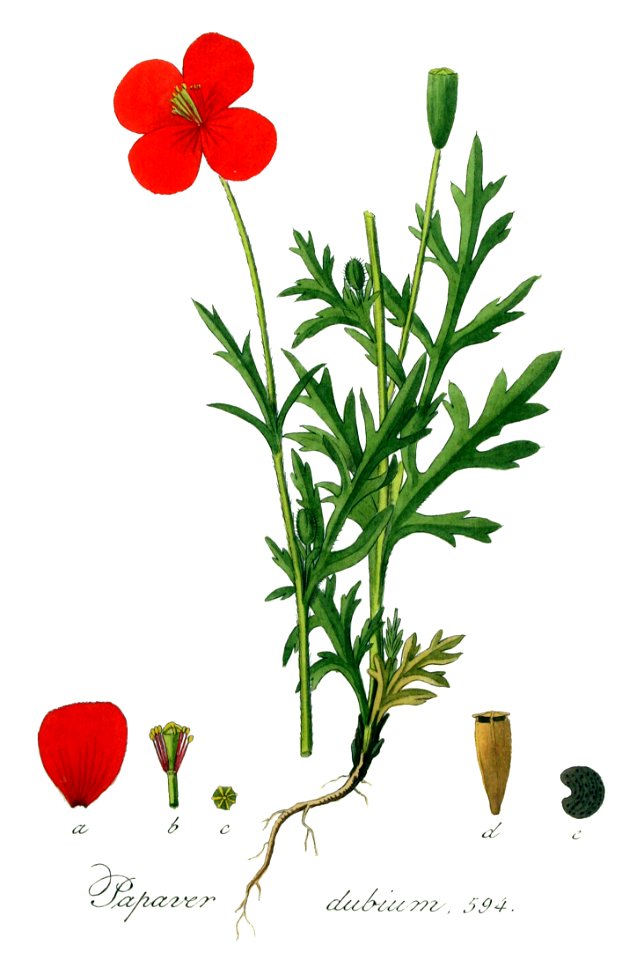 Papaver dubium — Flora Batava — Volume v8