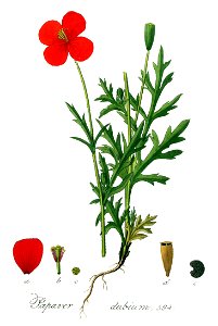 Papaver dubium — Flora Batava — Volume v8. Free illustration for personal and commercial use.