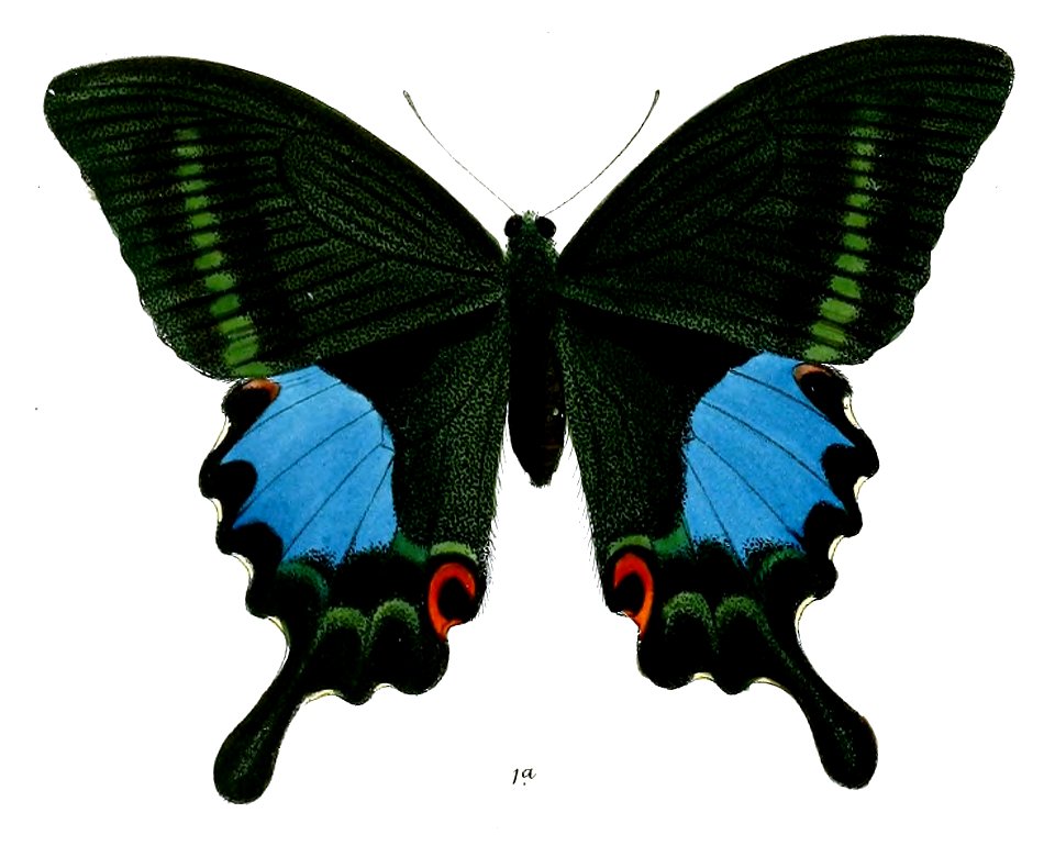 PapilioTamilanaF 492 1a