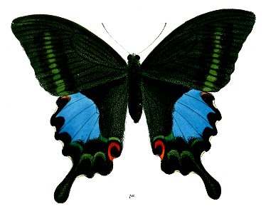 PapilioTamilanaF 492 1a