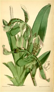 Paphiopedilum haynaldianum (as Cypripedium haynaldianum) - Curtis' 103 (Ser. 3 no. 33) pl. 6296 (1877)