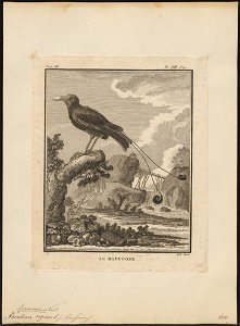 Paradisea regius - 1700-1880 - Print - Iconographia Zoologica - Special Collections University of Amsterdam - UBA01 IZ15700143