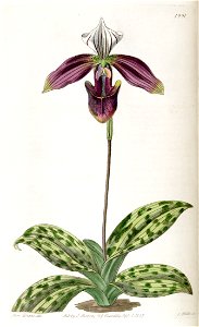 Paphiopedilum purpuratum (as Cypripedium purpuratum) - Edwards vol 23 pl 1991 (1837)