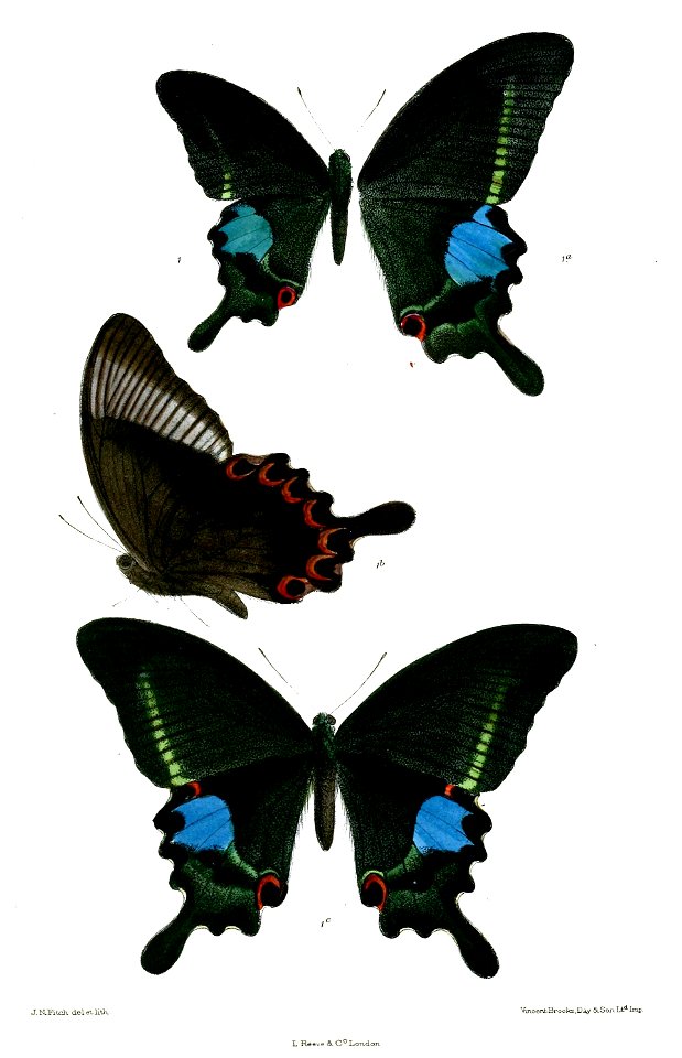 PapilioParis 491